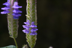 Rungia elegans